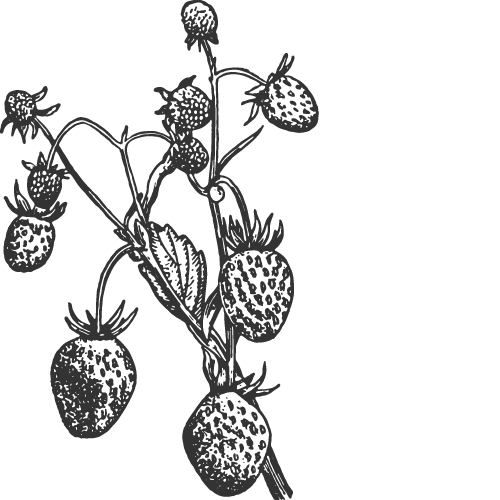 FRAGARIA VESCA FRUIT EXTRACT
