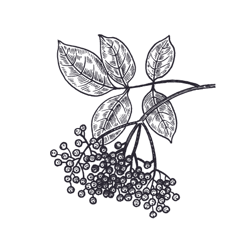 ARONIA MELANOCARPA FRUIT EXTRACT