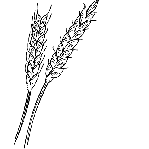 TRITICUM VULGARE GERM EXTRACT